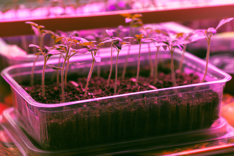 How Long Should You Leave the Grow Lights on for Indoor Plants