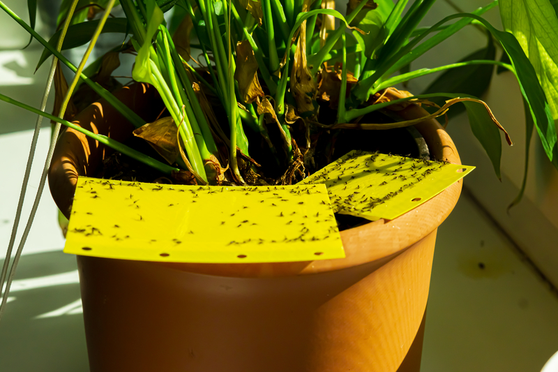 How to Get Rid of Gnats in Plants Naturally