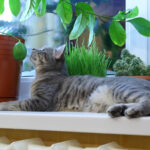 How to Keep Cats out of Plants and Vegetable Gardens