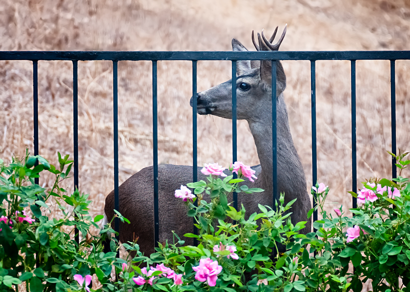 How to Keep Deer from Eating Plants