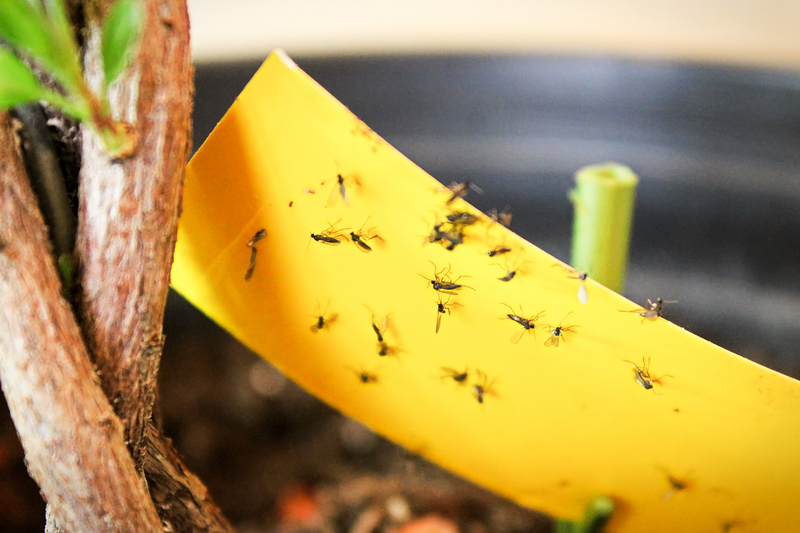 What Causes Gnats to Populate a Plant