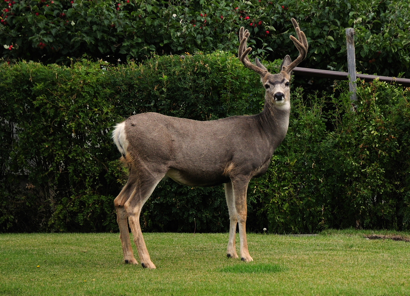 What Deters Deer from your Plants and Vegetables