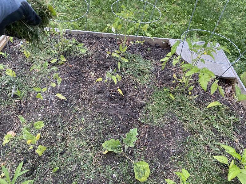 What is the Best Way to Naturally Handle Weeds in a Garden