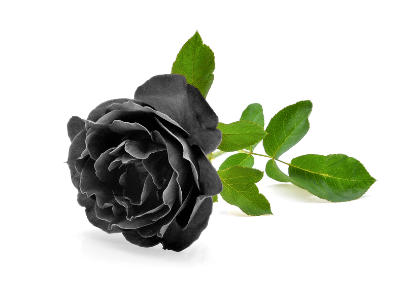 A Brief History of Black Roses