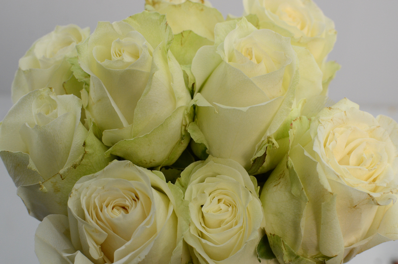 A Brief History of Green Roses