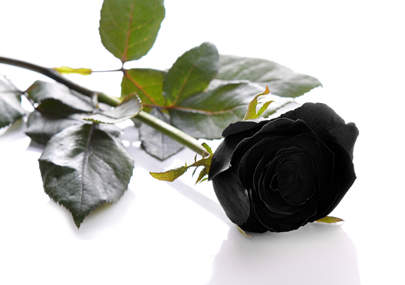 Can You Grow Your Own Black Rose Flowers