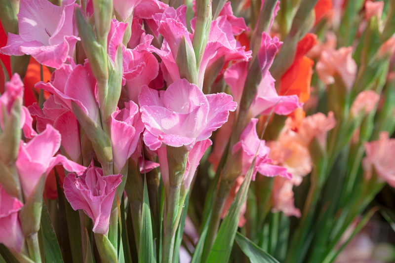 What Color Gladiolus Represent Strength