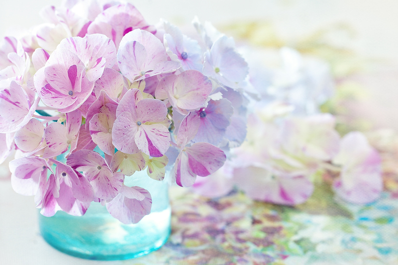 What Color Hydrangea Means Gratitude and Thank You