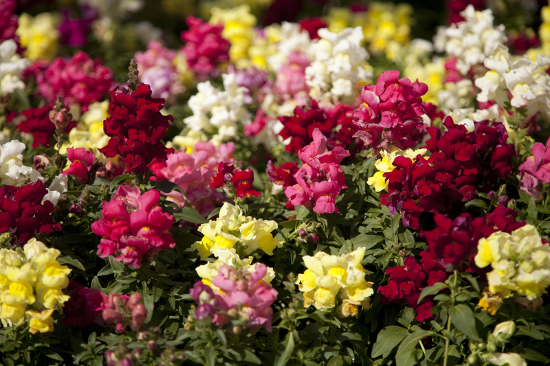 What Color Snapdragons Represent Strength