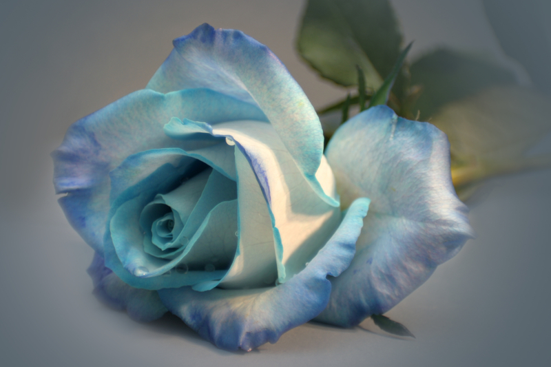 What Does a Blue Rose Mean in Love