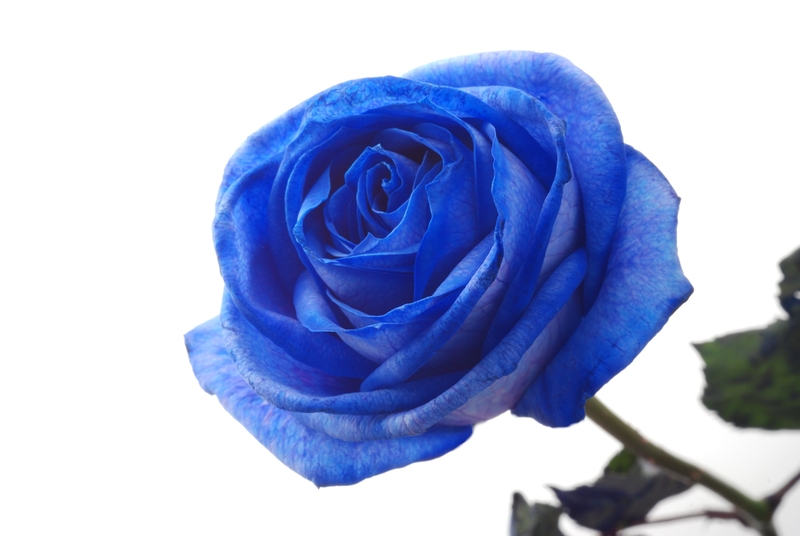 What Does a Dozen Blue Roses Mean
