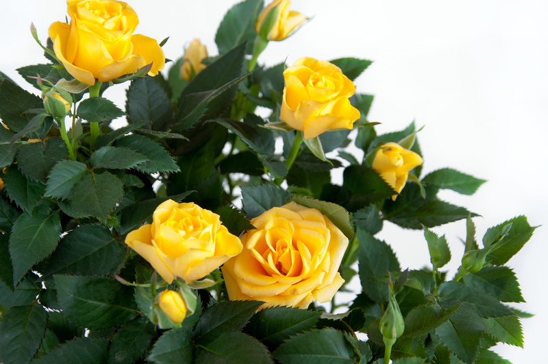 What Does a Dozen Yellow Roses Mean