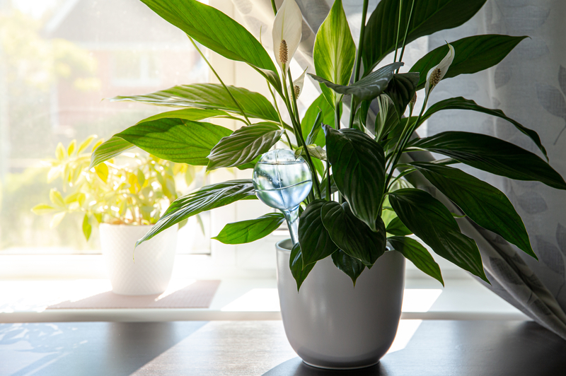 What are the Pros of Using Self-Watering Globes for Houseplants
