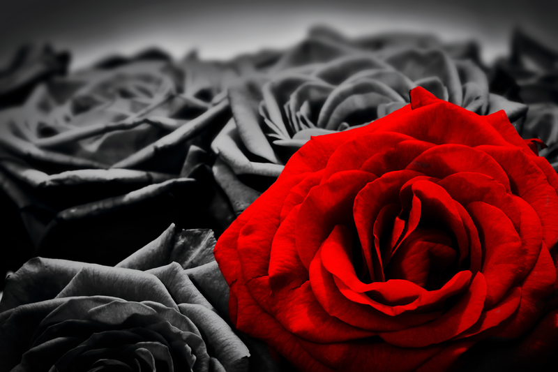 What is the Difference Between a Black Rose and a Red Rose