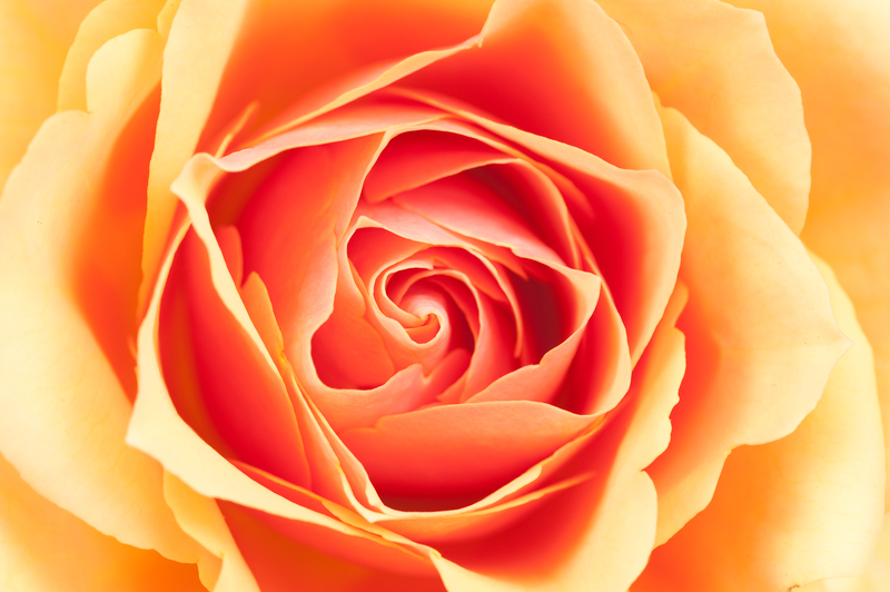 A Brief History of Orange Roses