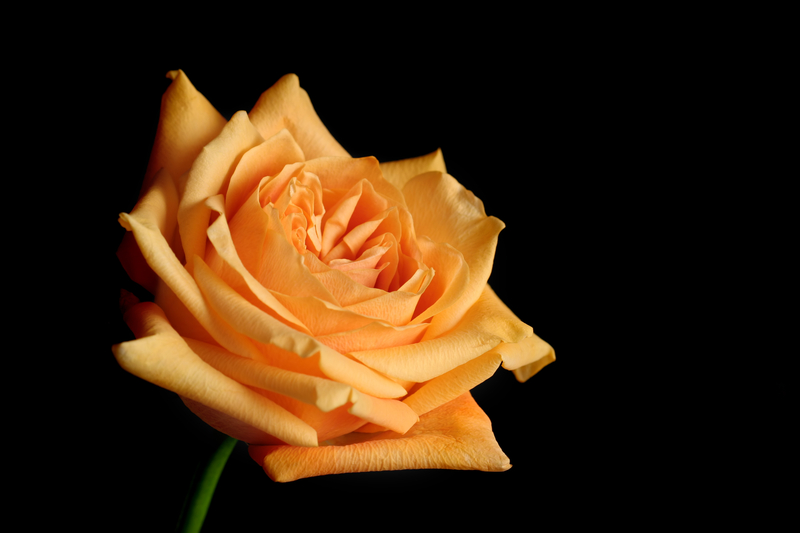 A Brief History of Peach Roses