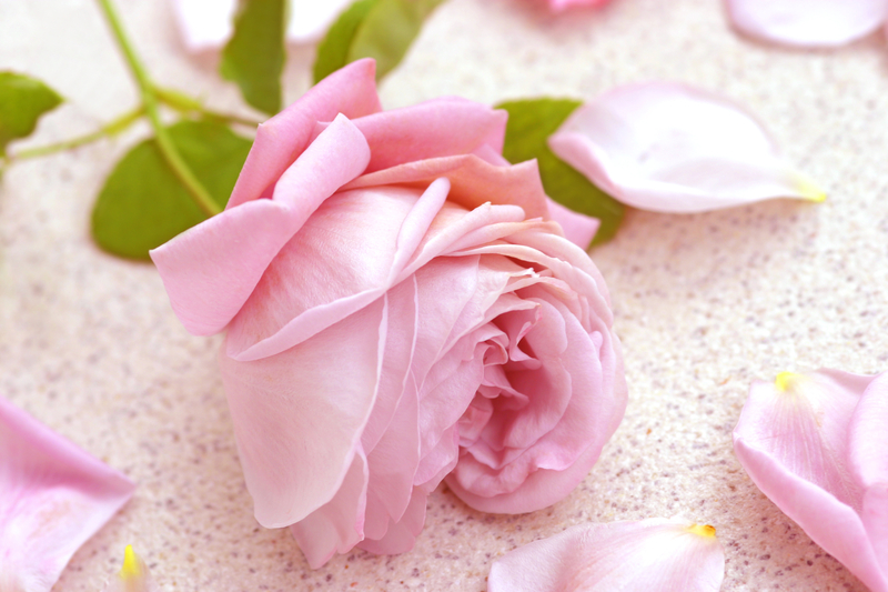A Brief History of Pink Roses
