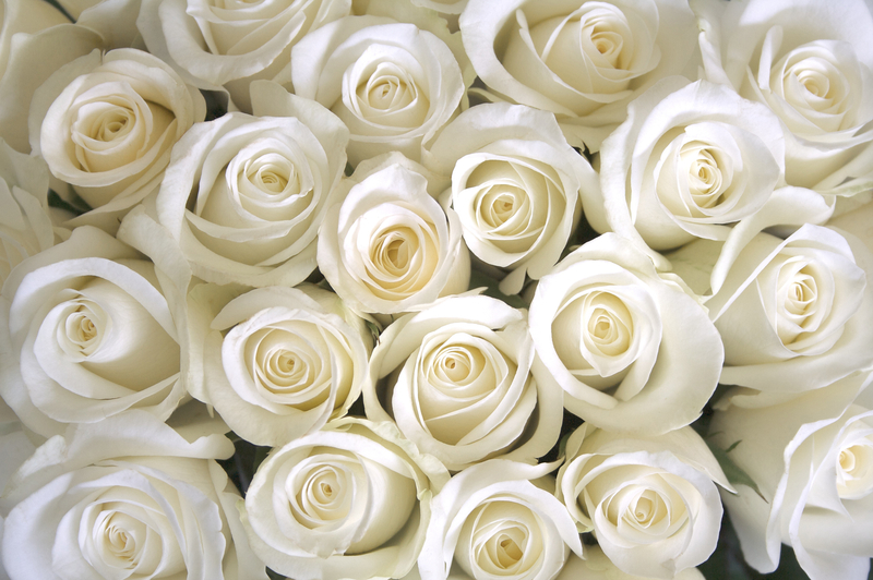 A Brief History of White Roses