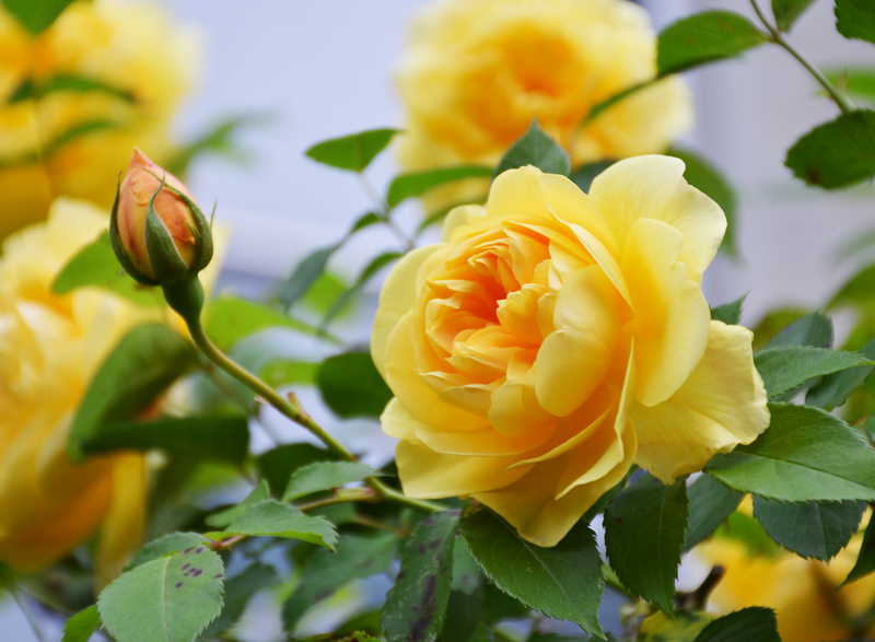 A Brief History of Yellow Roses
