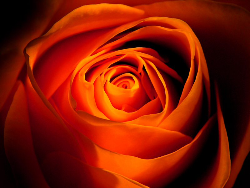 Do Orange Roses Symbolize Enthusiasm