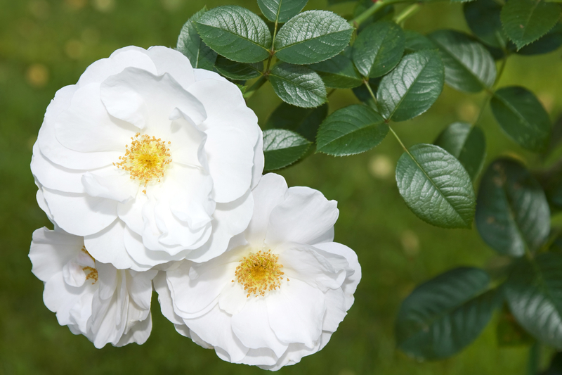 Do White Roses Grow Naturally