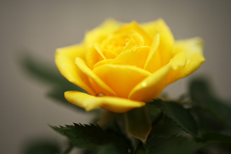 Do Yellow Roses Grow Naturally