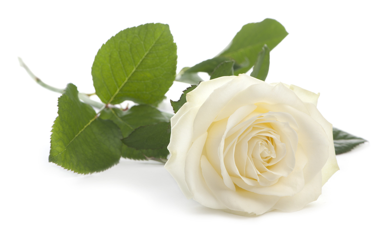 What Does a White Rose Mean