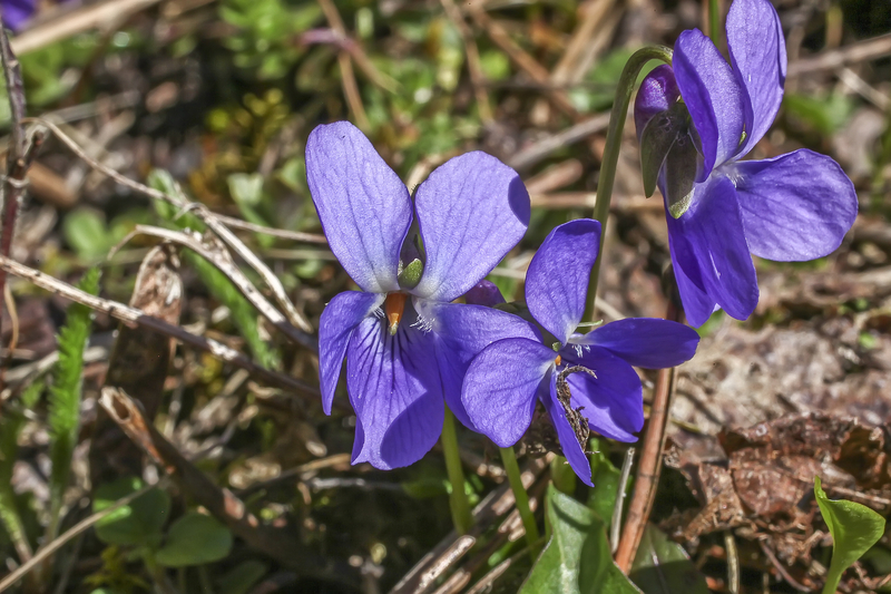 What Does the Viola sororia (Common Blue Violet Flower) Represent