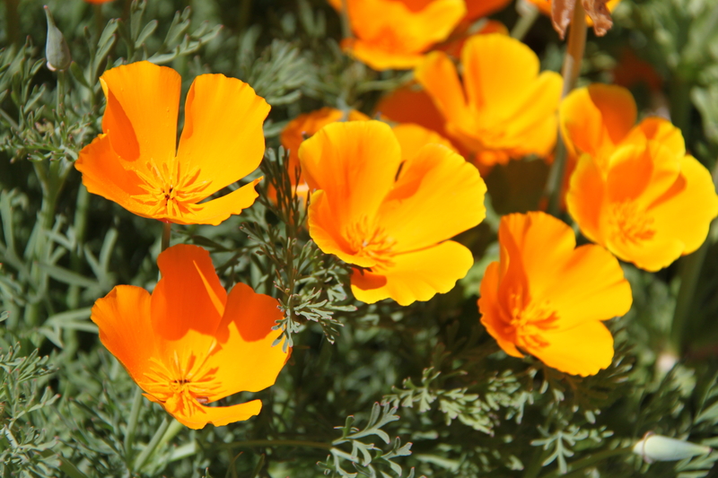 What are Some Facts About the Eschscholzia californica