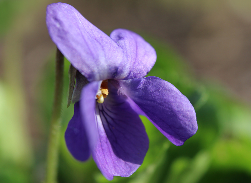 What are Some Facts about the Viola Sororia