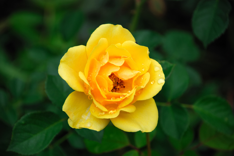 What is the Difference Between a Peach Rose and Yellow Rose