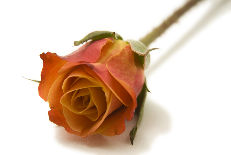 What is the Difference Between a Red Rose and an Orange Rose