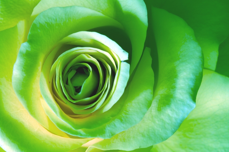 What is the Difference Between a Yellow Rose and a Green Rose