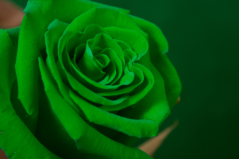 What is the Difference Between an Orange Rose and a Green Rose