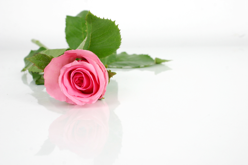When Should You Send Someone a Pink Rose