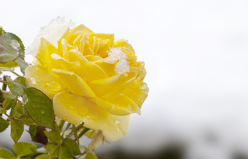 When Should You Send Someone a Yellow Rose