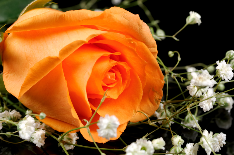 When Should You Send Someone an Orange Rose