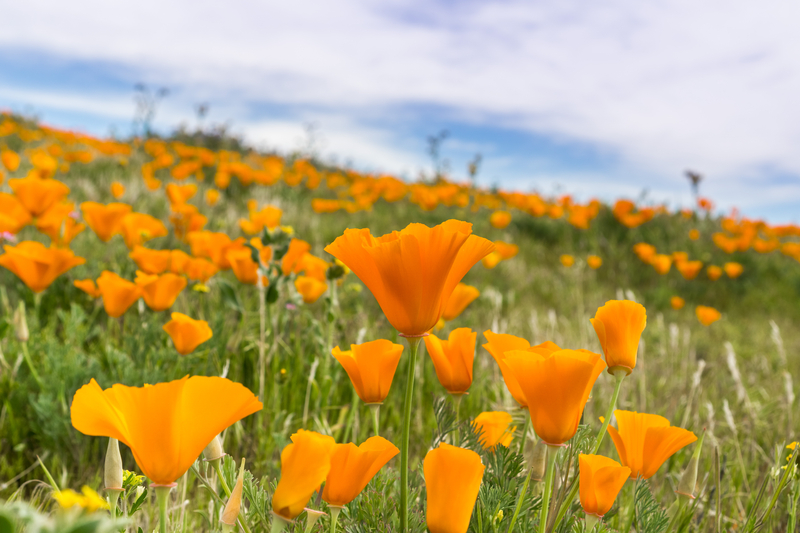 Why is the Eschscholzia californica (California Poppy) the State Flower of California