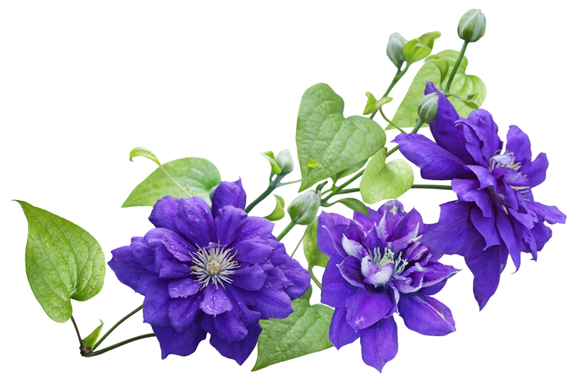 A Brief History of the Clematis Flower