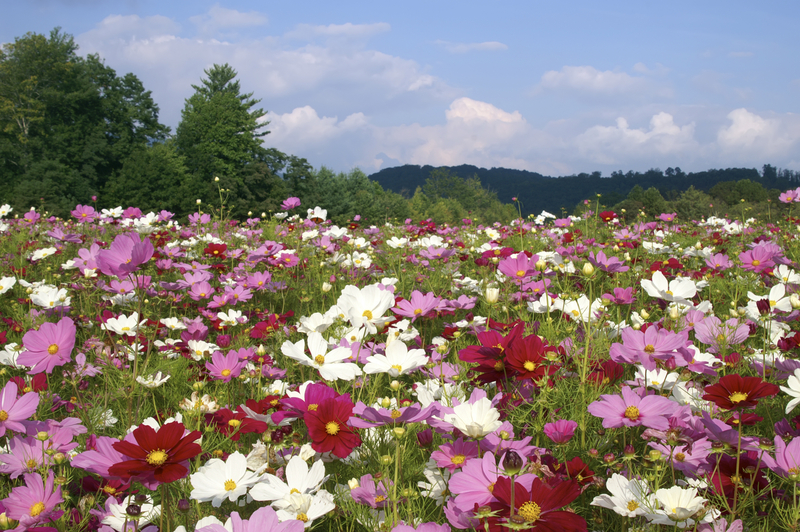 A Brief History of the Cosmos Flower