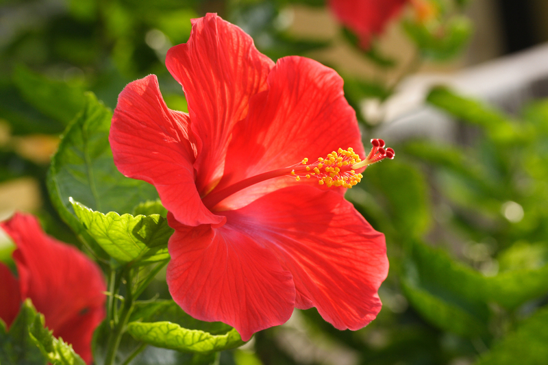 A Brief History of the Hibiscus Flower