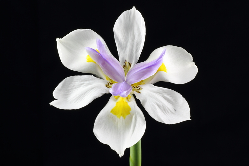 A Brief History of the Iris Flower