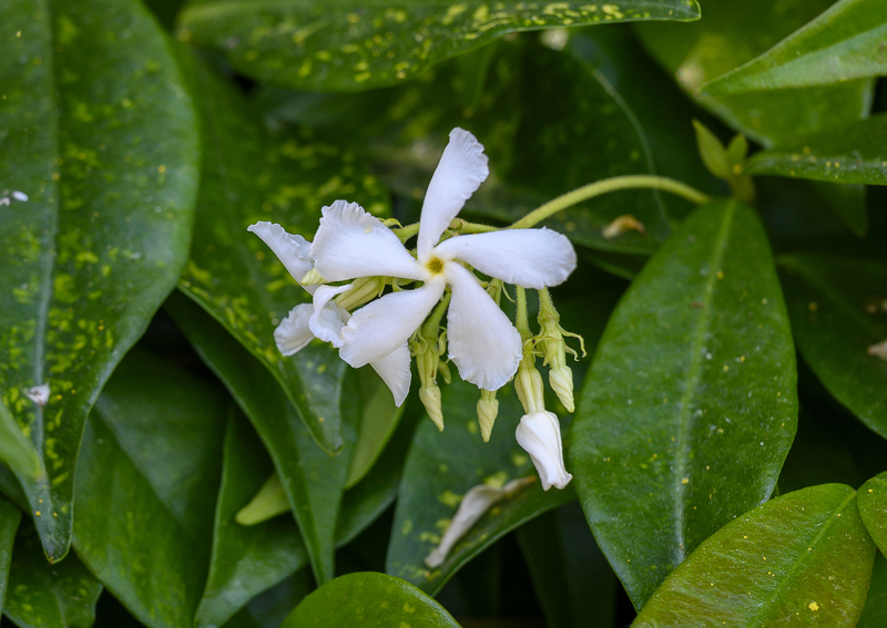 A Brief History of the Jasmine Flower