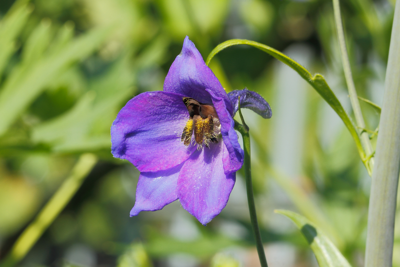 A Brief History of the Larkspur Flower
