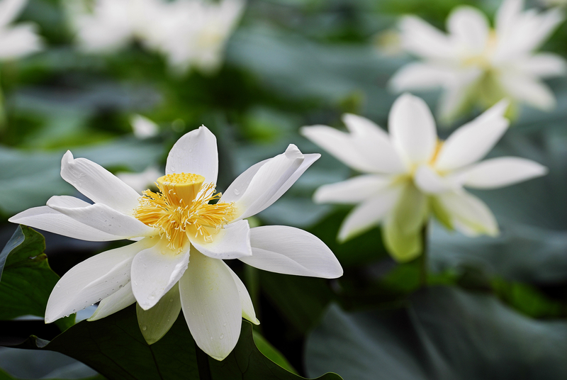 A Brief History of the Lotus Flower