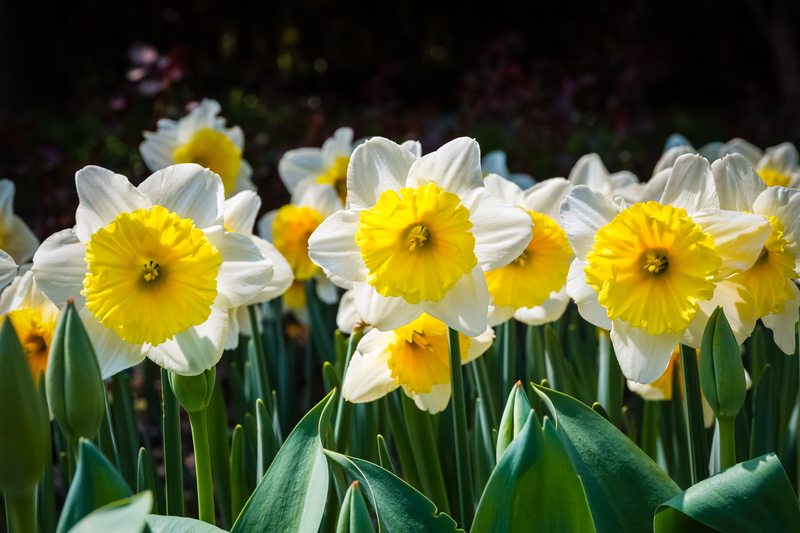 A Brief History of the Narcissus Flower