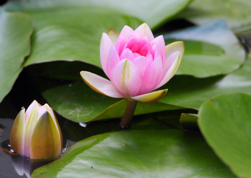 A Brief History of the Water Lily Flower