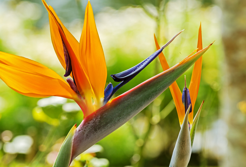 Are Birds of Paradise Flowers Lucky