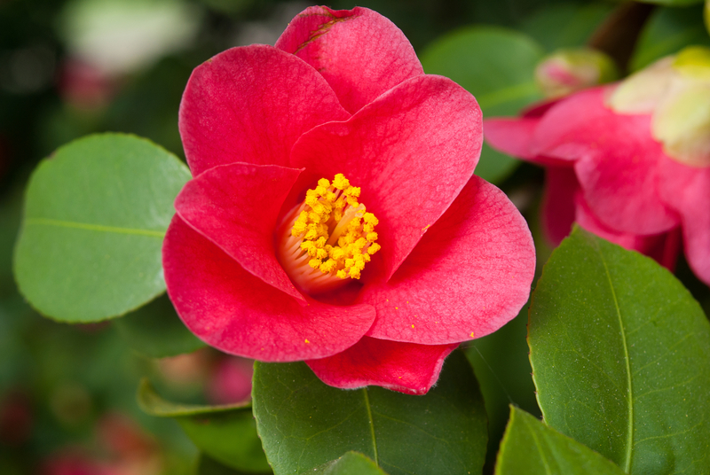 Facts about the Camellia Flower