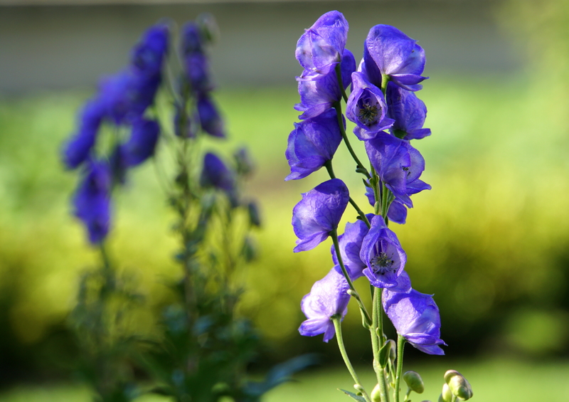 Is July a Water Lily or Larkspur